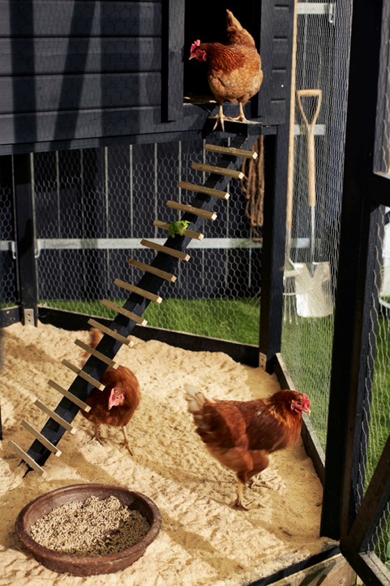 Luxus Hühnerstall - das beste Haus für deine Hühner